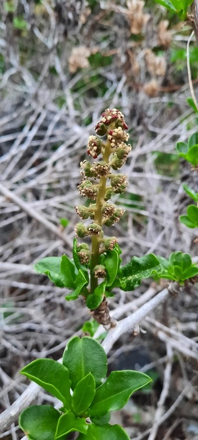 Anisomeria chilensis, photographed by Orlando Fuenzalida
