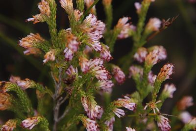 Erica labialis, photographed by Tony Rebelo