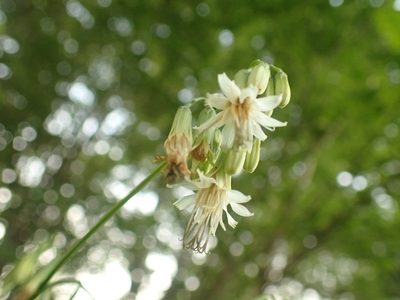 Nabalus trifoliolatus, photographed by Ian Manning
