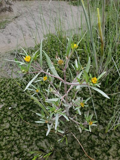 Bidens hyperborea, photographed by Étienne Léveillé-Bourret