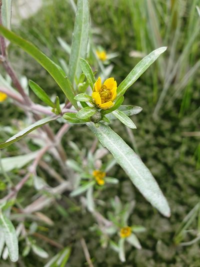 Bidens hyperborea, photographed by Étienne Léveillé-Bourret