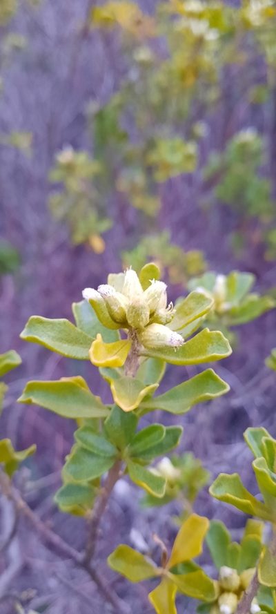 Baccharis macraei, photographed by Orlando Fuenzalida