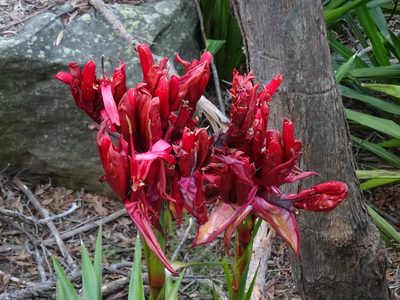 Doryanthes excelsa, photographed by Gary Williams