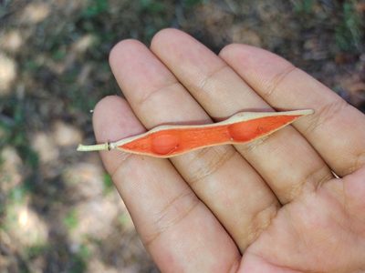 Morisonia odoratissima, photographed by Jorge I. Merchán Mayorga