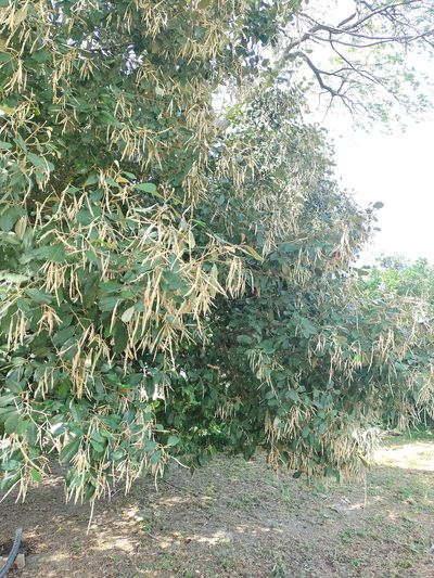 Morisonia odoratissima, photographed by Jorge I. Merchán Mayorga
