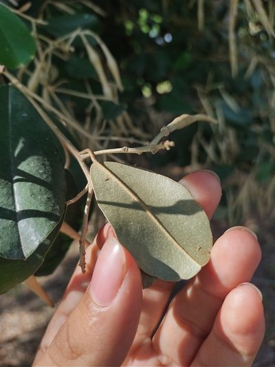 Morisonia odoratissima, photographed by Jorge I. Merchán Mayorga