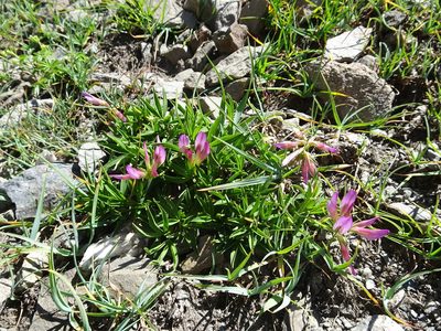 Trifolium alpinum, photographed by Thomas Koffel