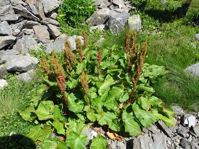 Rumex alpinus, photographed by Thomas Koffel
