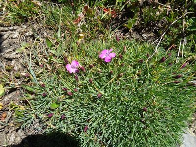 Dianthus pavonius, photographed by Thomas Koffel