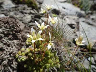 Saxifraga bryoides, photographed by Thomas Koffel