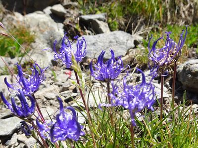 Phyteuma hemisphaericum, photographed by Thomas Koffel