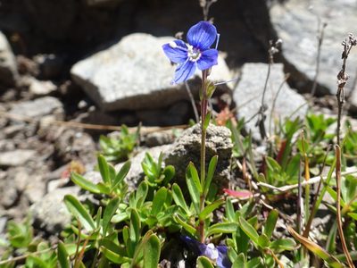 Veronica fruticans, photographed by Thomas Koffel