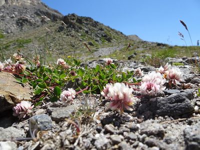 Trifolium pallescens, photographed by Thomas Koffel