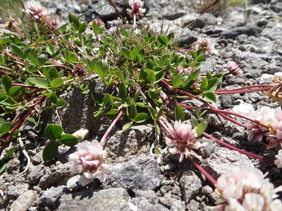 Trifolium pallescens, photographed by Thomas Koffel