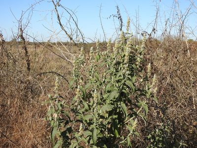 Buddleja stachyoides, photographed by Leonel Roget