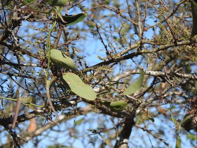 Araujia angustifolia, photographed by Leonel Roget