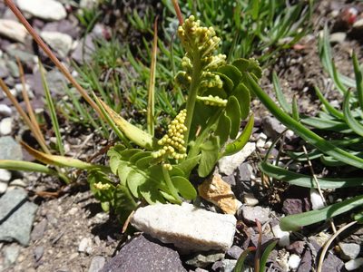 Botrychium lunaria, photographed by Thomas Koffel
