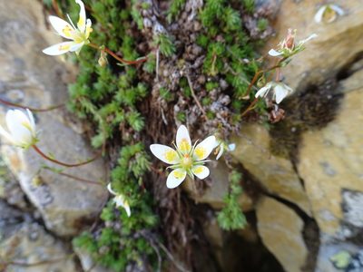 Saxifraga bryoides, photographed by Thomas Koffel