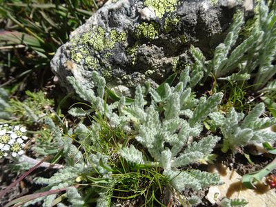 Aspilia foliacea, photographed by Thomas Koffel