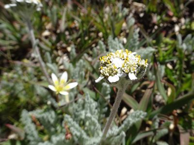 Achillea erba-rotta