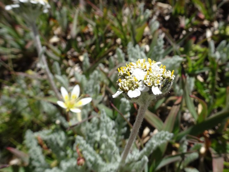 Aspilia foliacea, photographed by Thomas Koffel