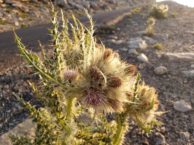 Cirsium eatonii, photographed by zzphantom