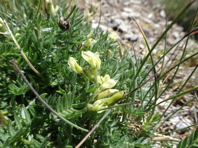 Oxytropis campestris, photographed by Thomas Koffel