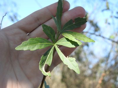 Clematicissus striata, photographed by Leonel Roget