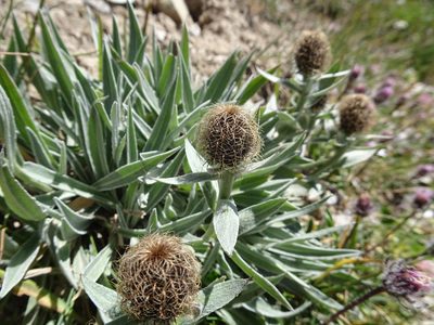 Centaurea nervosa, photographed by Thomas Koffel