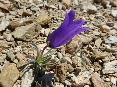Campanula alpestris, photographed by Thomas Koffel