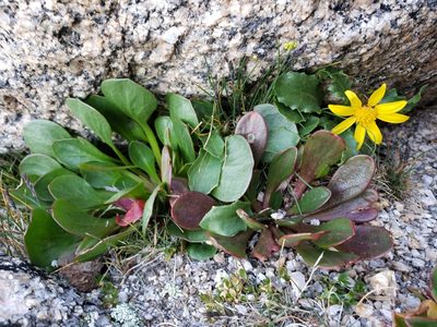 Claytonia megarhiza, photographed by zzphantom