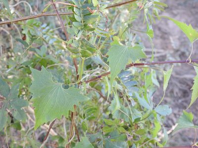 Mikania periplocifolia, photographed by Leonel Roget