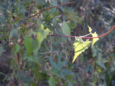 Mikania periplocifolia, photographed by Leonel Roget