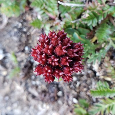 Rhodiola integrifolia, photographed by zzphantom
