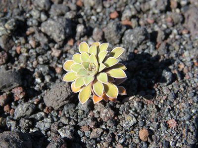Viola cotyledon, photographed by Nicolas Olejnik