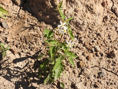 Solanum pilcomayense, photographed by Leonel Roget