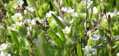 Plagiobothrys salsus, photographed by Wendy McCrady