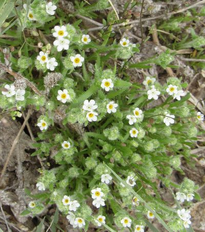 Plagiobothrys salsus, photographed by Wendy McCrady