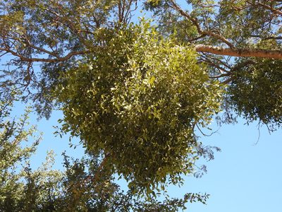 Phoradendron quadrangulare, photographed by Leonel Roget