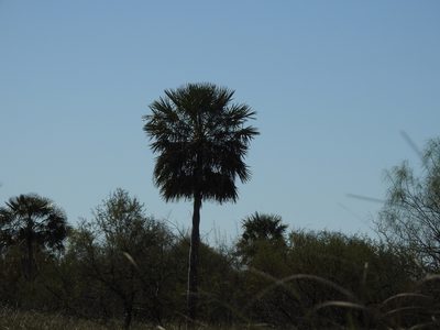 Copernicia alba, photographed by Leonel Roget