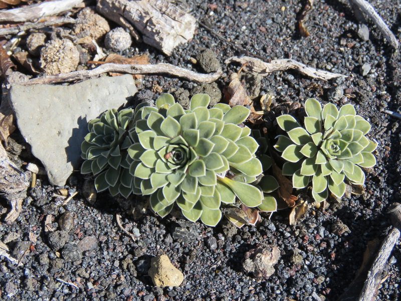 Viola cotyledon, photographed by Nicolas Olejnik