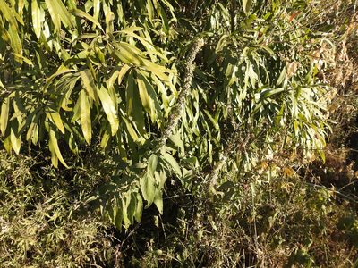 Buddleja stachyoides, photographed by Leonel Roget