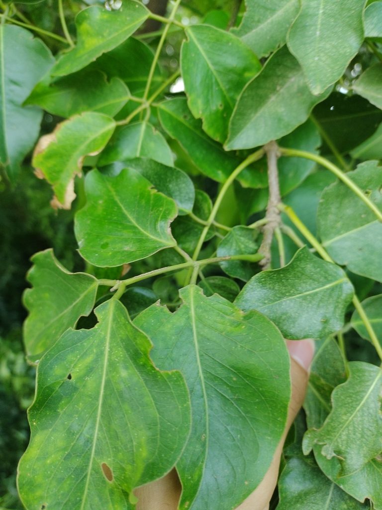Platymiscium pinnatum, photographed by Jorge I. Merchán Mayorga