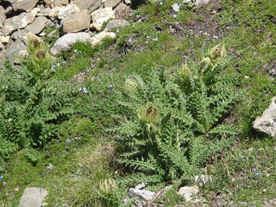Cirsium spinosissimum, photographed by Thomas Koffel