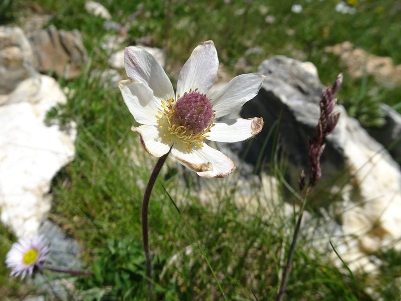Anemonoides baldensis, photographed by Thomas Koffel