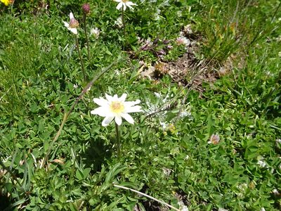 Pulsatilla alpina, photographed by Thomas Koffel