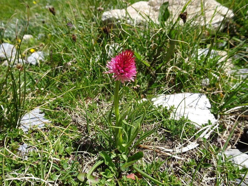 Gymnadenia corneliana, photographed by Thomas Koffel
