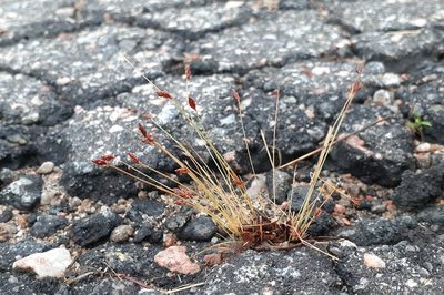 Bulbostylis capillaris, photographed by Quinten Wiegersma