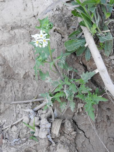 Solanum pilcomayense, photographed by Leonel Roget