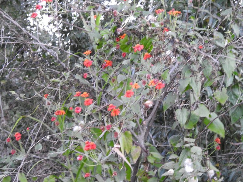 Pseudogynoxys cabrerae, photographed by Leonel Roget
